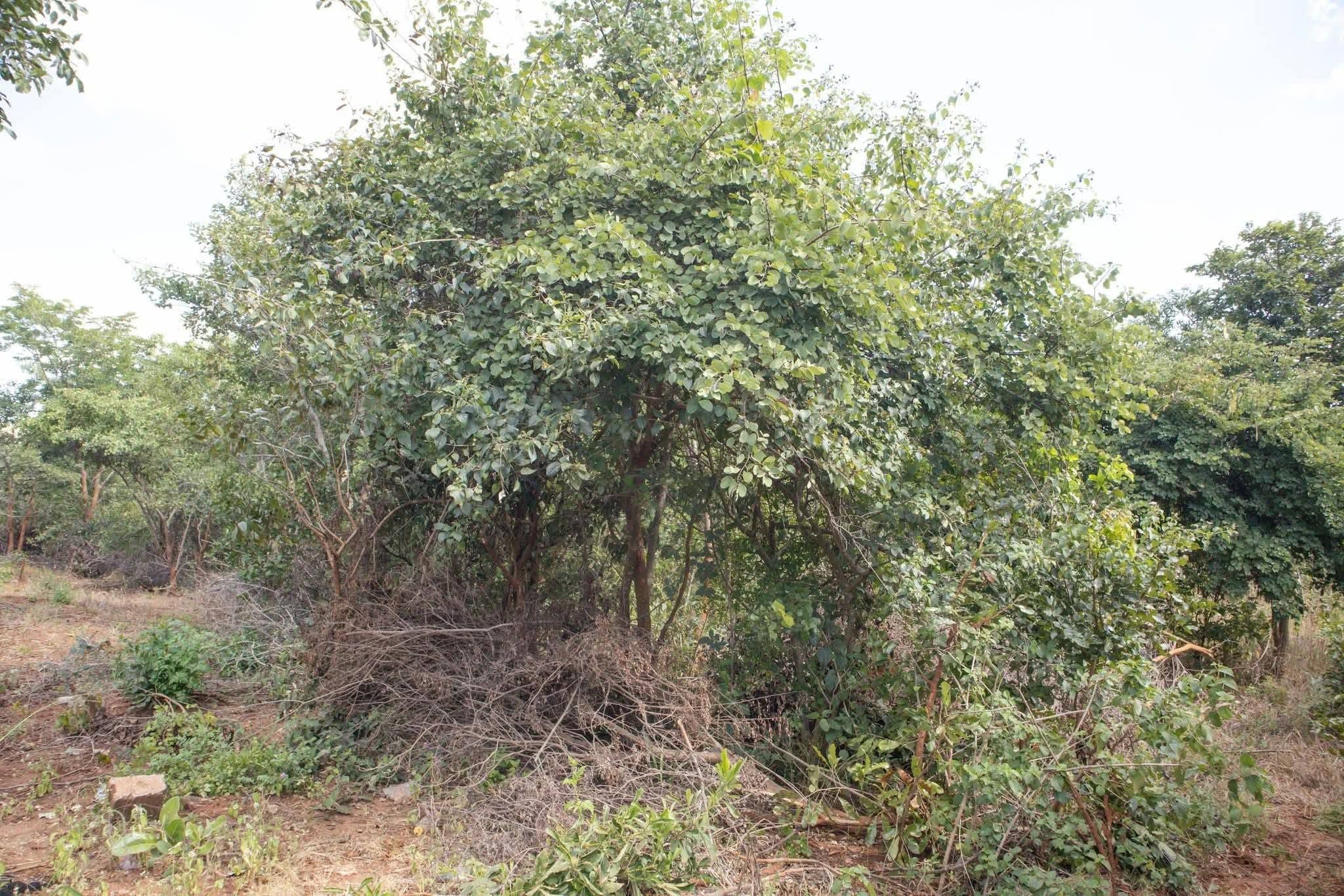 Prime 4,000 sqm Land for Sale Off Tokyo Way — image 2